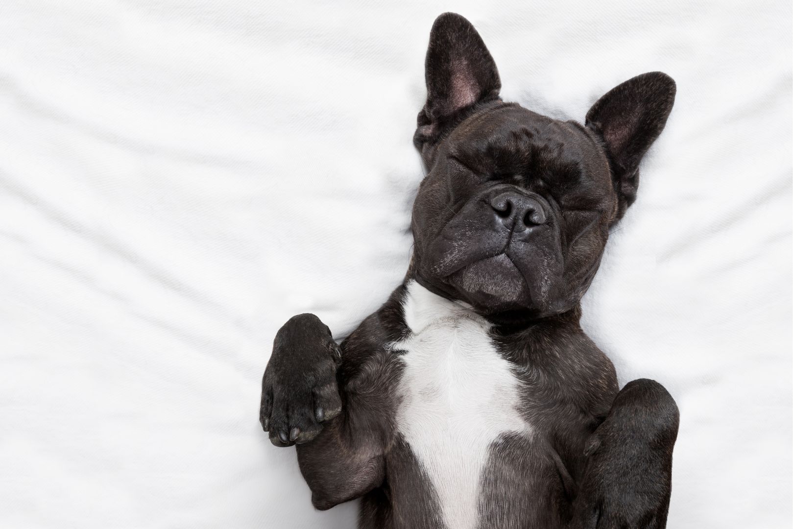 Hotels nearby best sale that allow pets